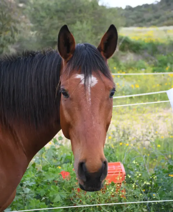 Anakin, cavallo adatto a principianti e bambini al maneggio I Carrubi