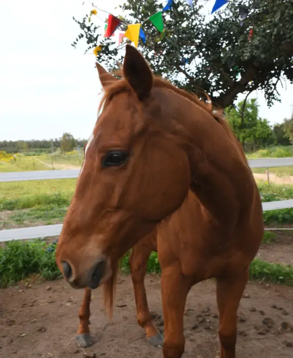 Ettore, cavallo giovane e docile per lezioni di equitazione in Sardegna