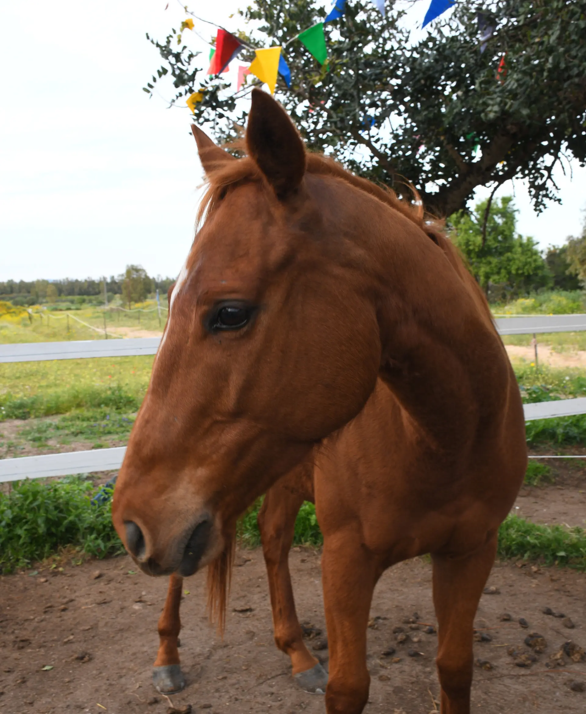Ettore