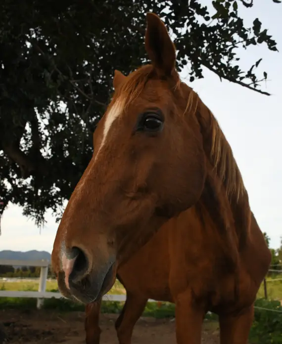Lucicante, cavallo esperto e mansueto per attività con bambini in Sardegna