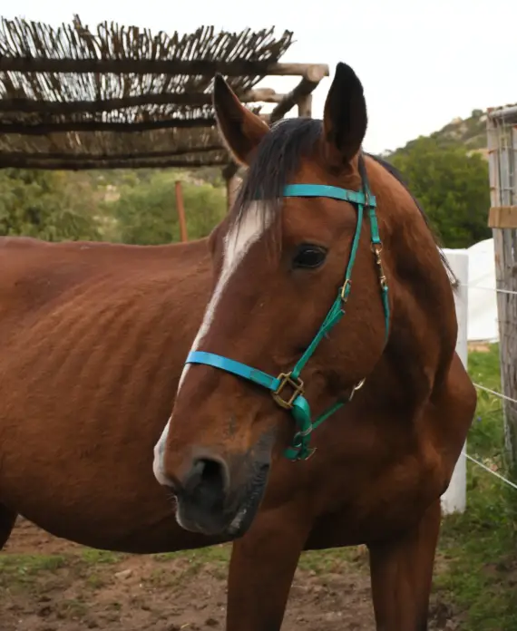 Stella, cavalla affidabile con lista bianca, adatta a principianti